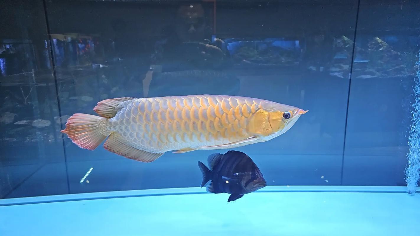 水虎魚和龍魚混養可以嗎圖片欣賞