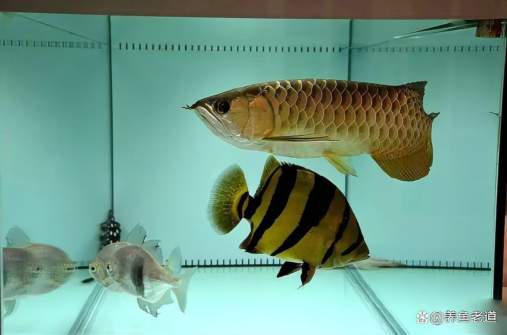 水虎魚和龍魚混養可以嗎圖片欣賞