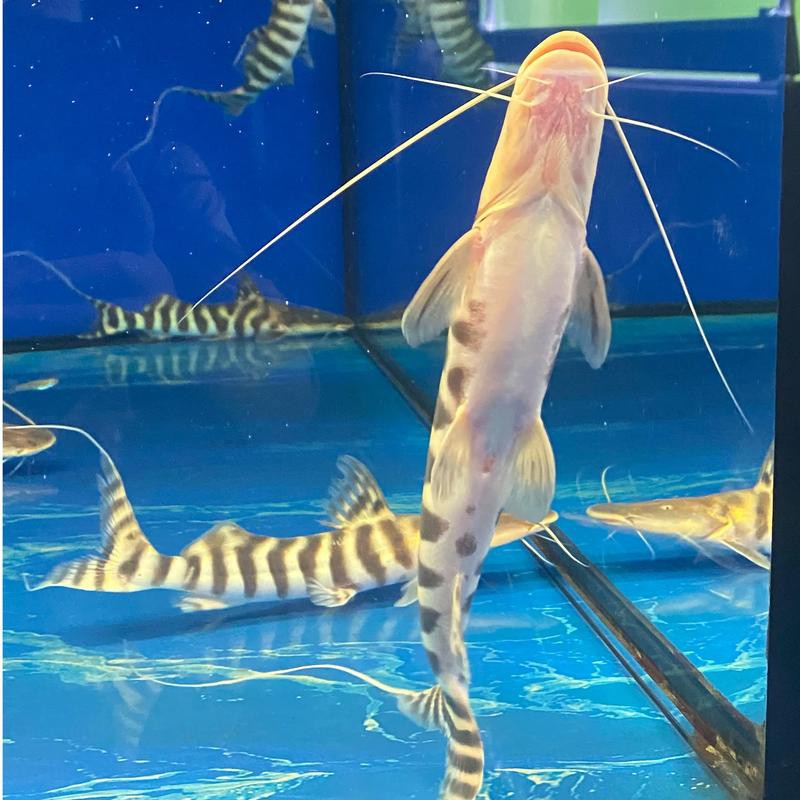 水虎魚和龍魚混養可以嗎圖片欣賞