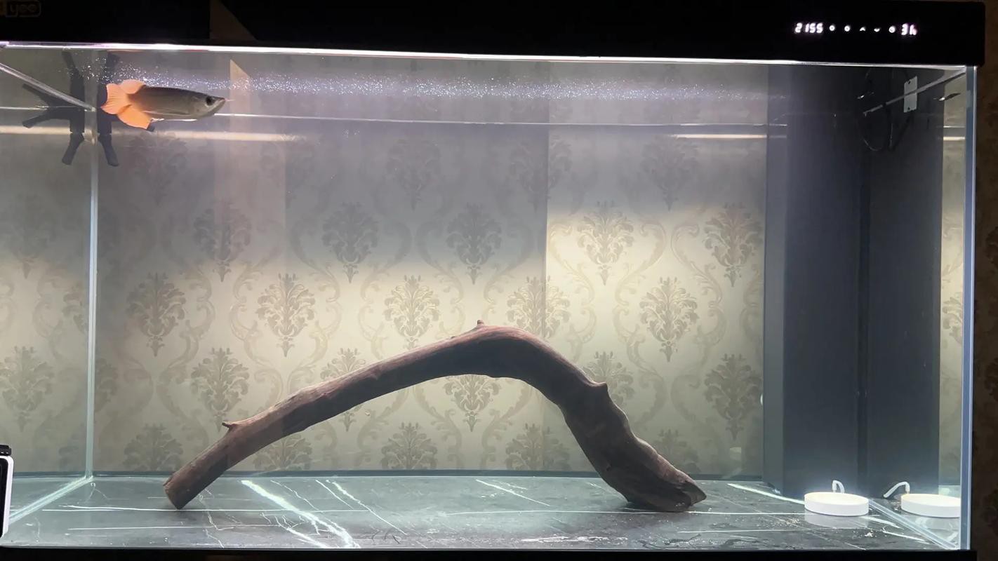 水虎魚和龍魚混養可以嗎圖片欣賞