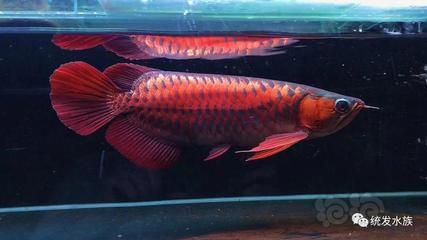 龍魚改口吃飼料要多久，龍魚改口吃飼料的具體時間