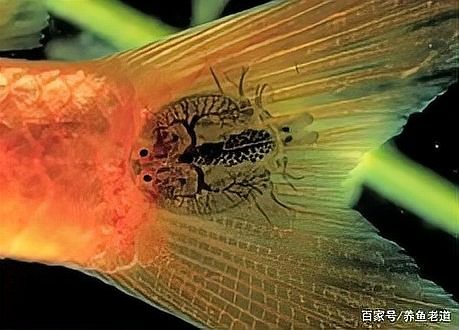 龍魚交叉感染會自愈嗎？ 龍魚交叉感染會自愈嗎？ 龍魚百科 第2張