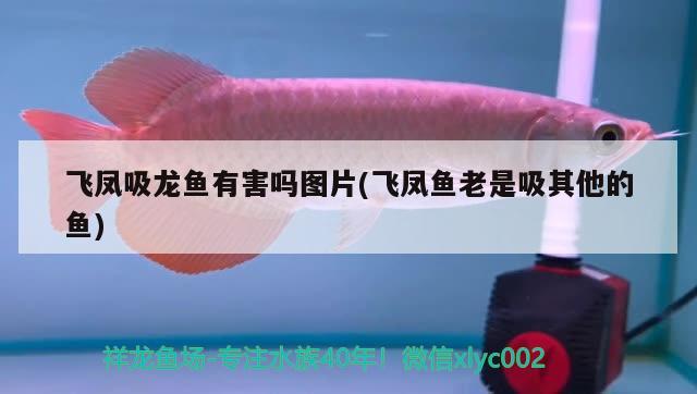昆明市五華區佳沁水族店