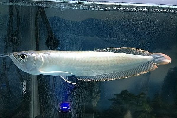 銀龍魚吃生魚肉嗎