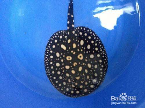 水草網（ 水草網草怎么養）