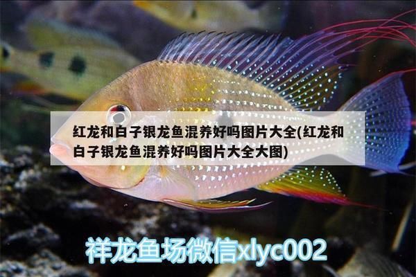 紅龍和白子銀龍魚混養(yǎng)怎么樣（紅龍和白子銀龍魚混養(yǎng)的問題需要綜合考慮多種因素）