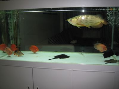 小金龍魚怎么養(yǎng)長得快些：小金龍魚的飼養(yǎng)注意事項