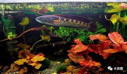 黃金眼鏡蛇雷龍魚缸用什么除藻（如何自然控制魚缸藻類）