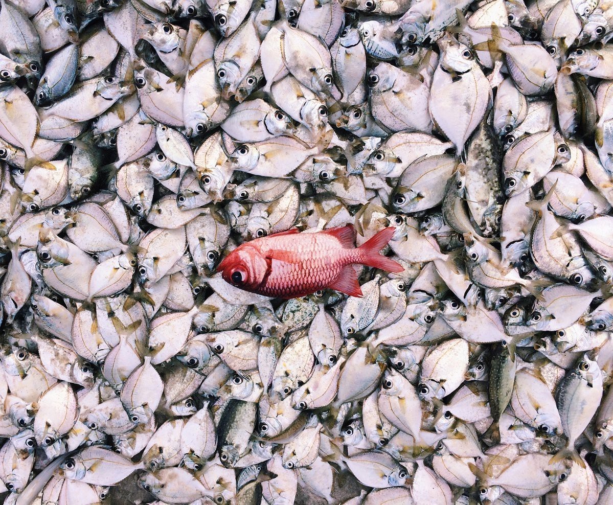 七星魚(yú)和雷龍魚(yú)哪個(gè)更有營(yíng)養(yǎng)？