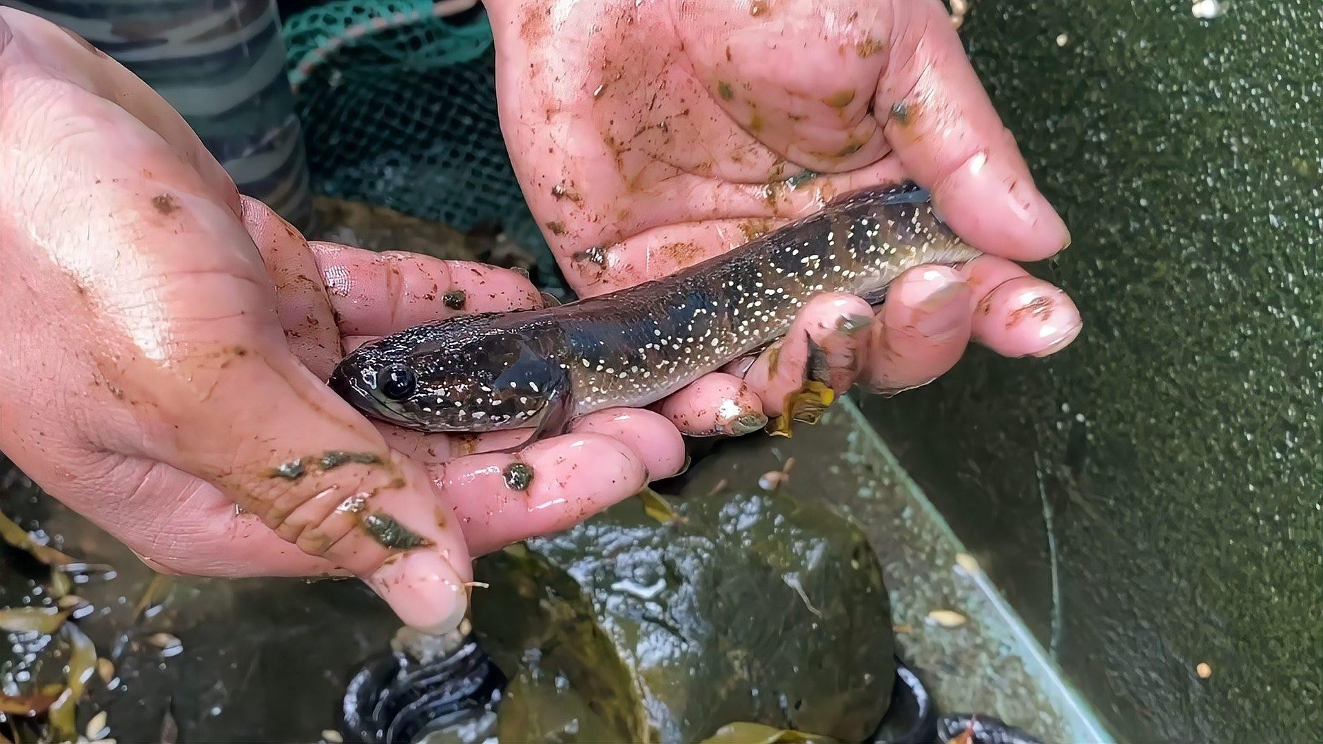 七星魚和雷龍魚哪個更有營養？
