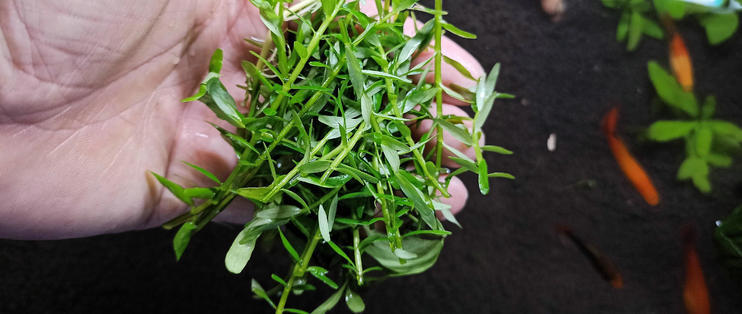 華潤萬家生活超市（廣州）有限公司海南分公司（華潤萬家海南門店）