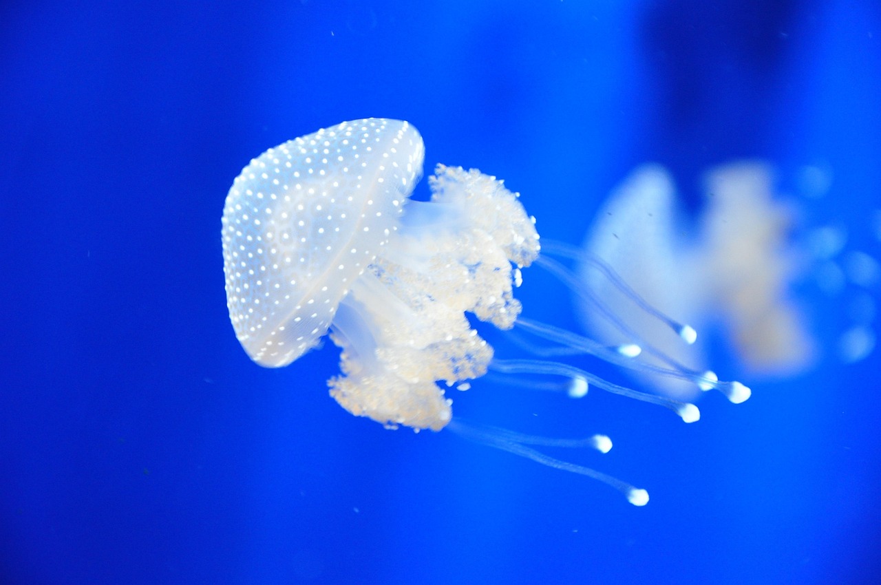 白城市君子水族館（白城市君子水族館在哪）