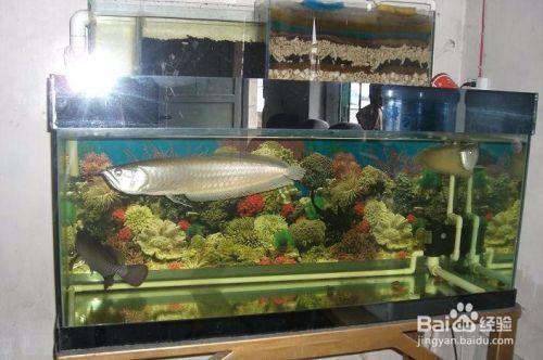 龍魚混養被咬怎么辦：龍魚混養常見疾病預防