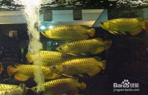 龍魚混養被咬怎么辦：龍魚混養常見疾病預防