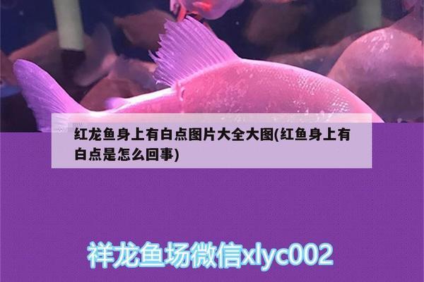 銀川市興慶區紅海水族館（銀川市興慶區紅海水族館電話）