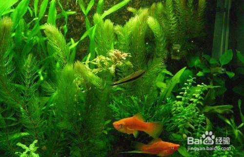 寧波市北侖區新碶國安花鳥水族店（北侖新花鳥市場在哪里）