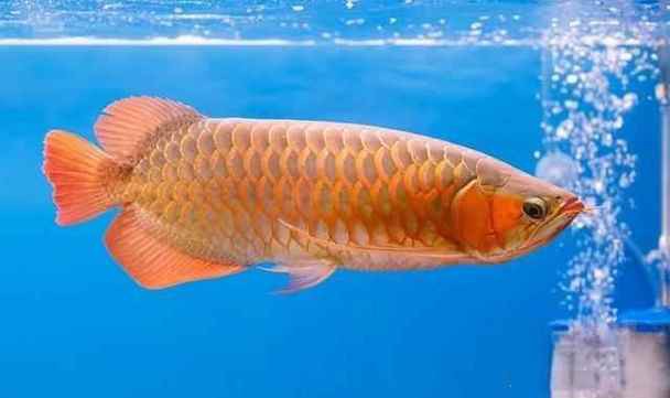 橙紅龍魚和紅龍魚有什么區別？