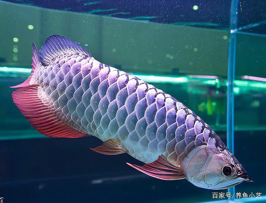 如何判斷福龍王龍魚的品相？