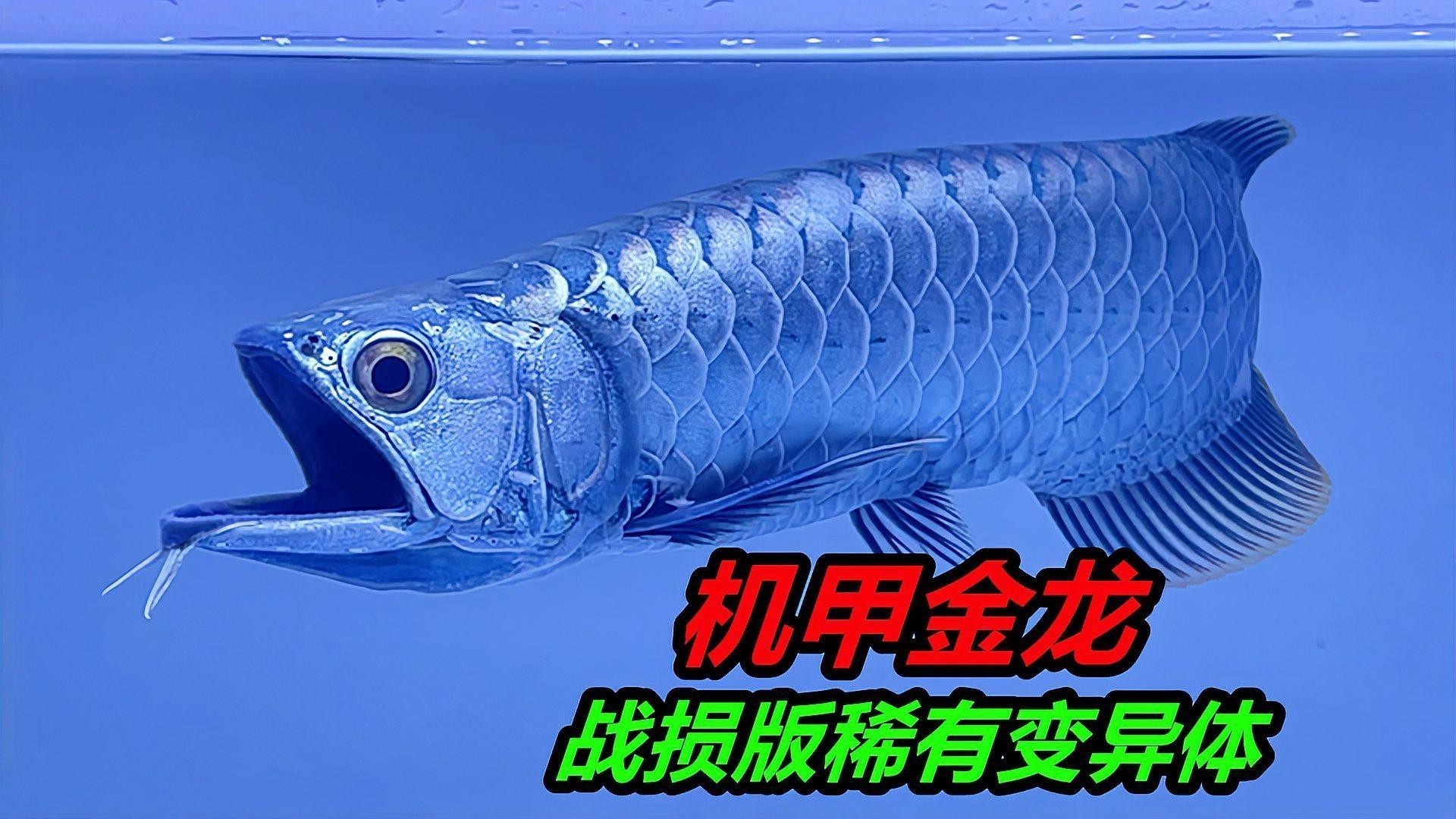 如何判斷福龍王龍魚的品相？