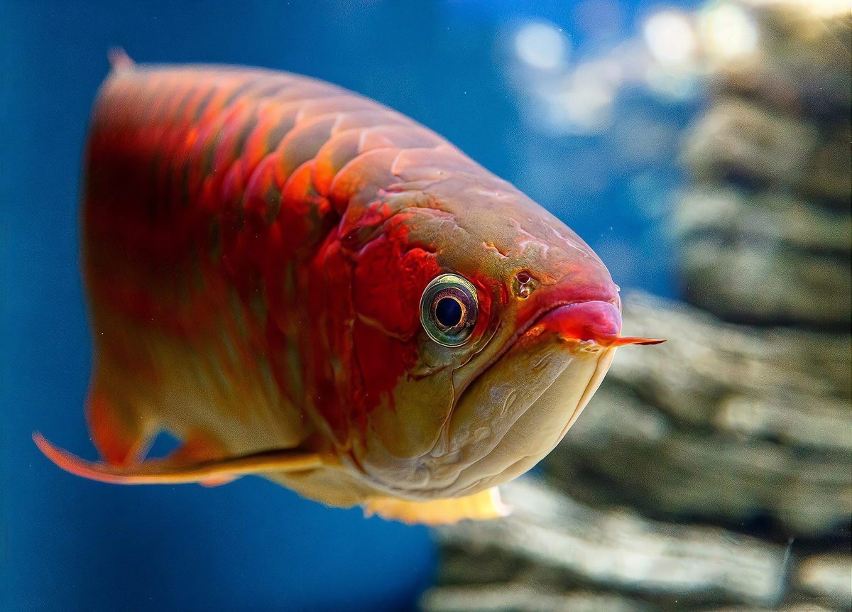 如何判斷福龍王龍魚的品相？