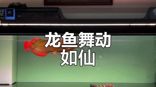 如何判斷福龍王龍魚的品相？