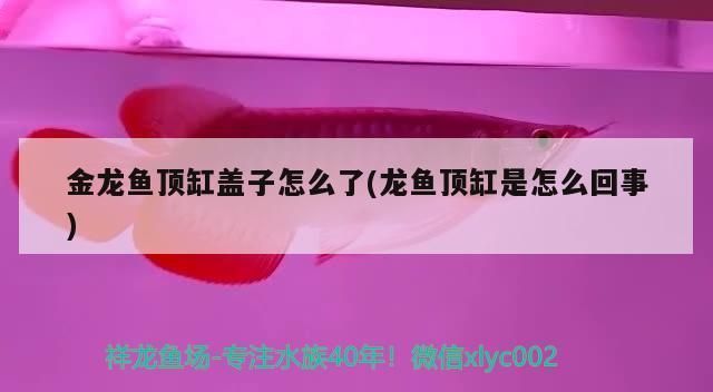 金龍魚頂缸蓋子怎么了，金龍魚撞缸后如何急救 金龍魚頂缸蓋子怎么了，金龍魚撞缸后如何急救 龍魚百科 第3張