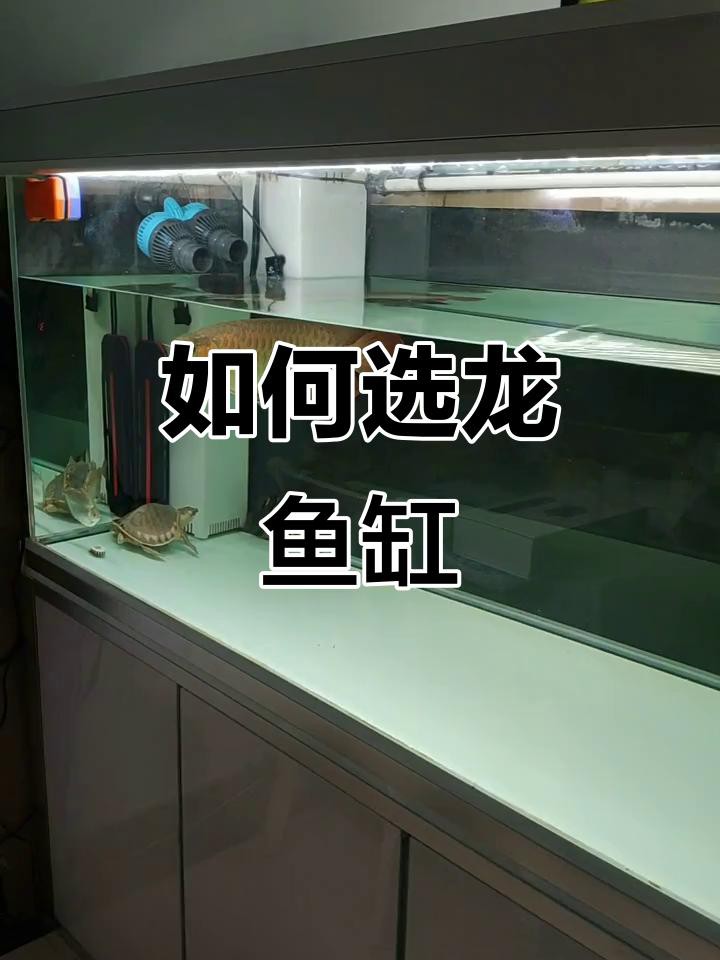 如何選擇適合龍魚生長的魚缸？ 如何選擇適合龍魚生長的魚缸？ 龍魚百科 第1張