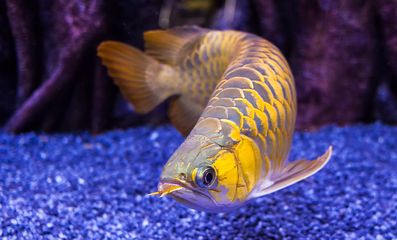 龍魚鱗片寄生蟲：龍魚寄生蟲的早期癥狀