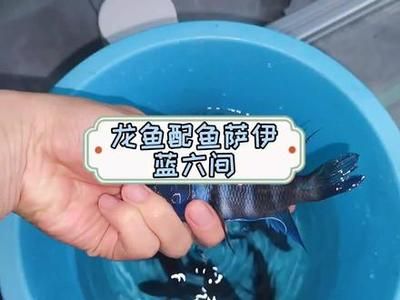 養薩伊藍的燈可以養龍魚嗎？（薩伊藍魚和龍魚可以混養嗎？）