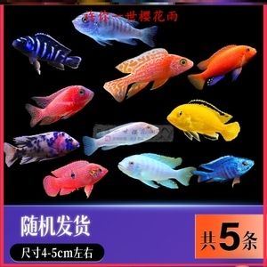 養薩伊藍的燈可以養龍魚嗎？（薩伊藍魚和龍魚可以混養嗎？）
