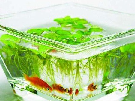 新城區貳拾陸度海景水族店（貳拾陸號酒樓(<strong><mark>古城</mark></strong>店)怎么樣）