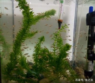 魚缸綠苔變黃怎么辦 魚缸綠苔變黃怎么辦小妙招 龍年龍魚 第1張 魚缸綠苔變黃怎么辦 魚缸綠苔變黃怎么辦小妙招 魚缸綠苔變黃怎么辦 魚缸綠苔變黃怎么辦小妙招 龍年龍魚 第1張