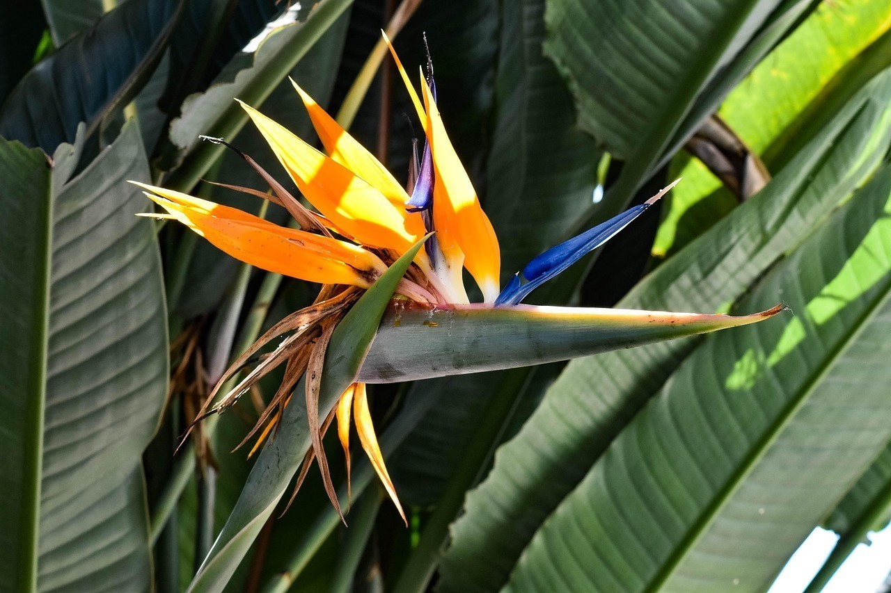 佛山市高明區(qū)荷城海姿彩錦鯉水族館