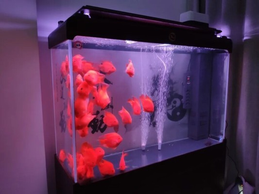 天橋區錦泓水族館