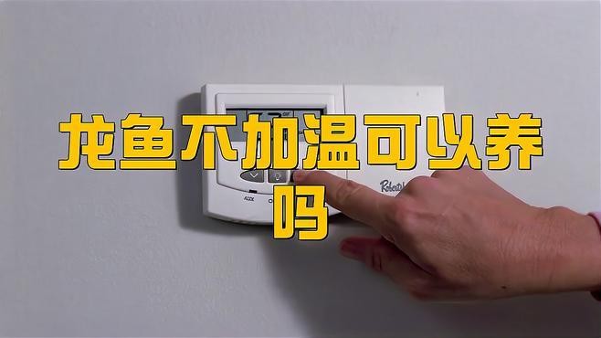 龍魚一直趴在缸底不動怎么辦呢圖片 龍魚一直趴在缸底不動怎么辦呢圖片 龍魚百科 第32張
