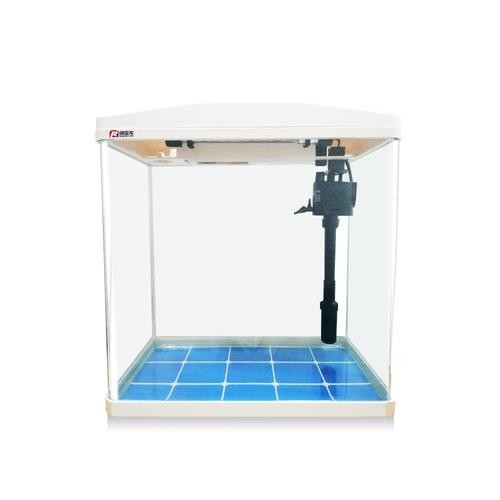 龍魚一直趴在缸底不動怎么辦呢圖片 龍魚一直趴在缸底不動怎么辦呢圖片 龍魚百科 第15張