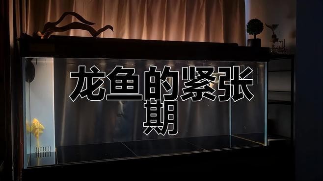龍魚一直趴在缸底不動怎么辦呢圖片 龍魚一直趴在缸底不動怎么辦呢圖片 龍魚百科 第28張