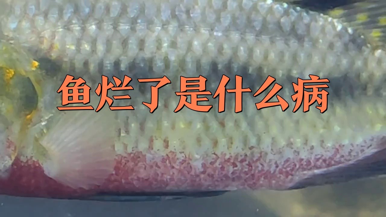 龍魚爛鱗初期癥狀有哪些？