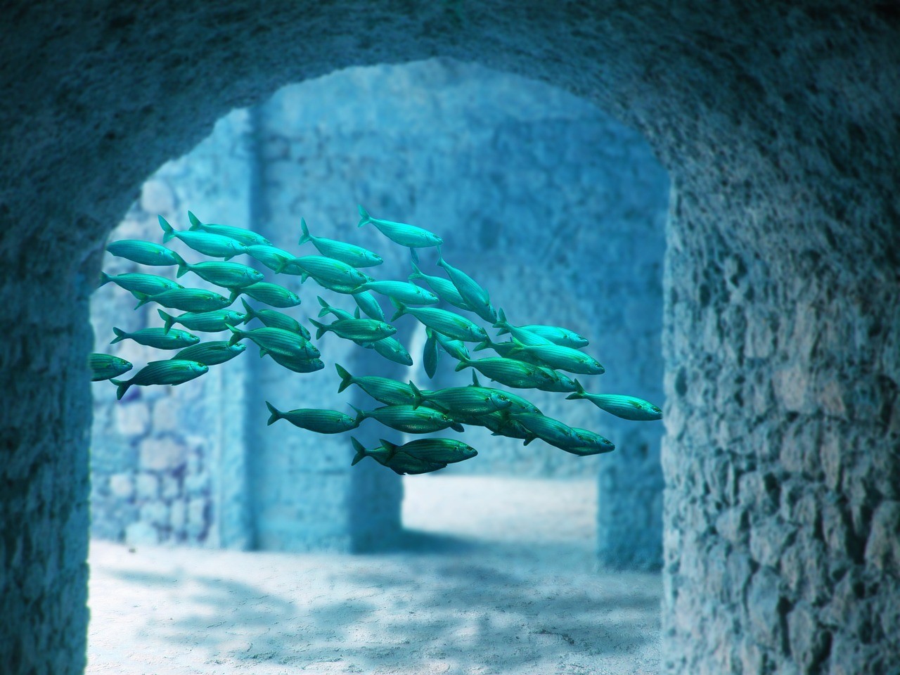 龍港區鳳國水族館（龍港區鳳國水族館地址）