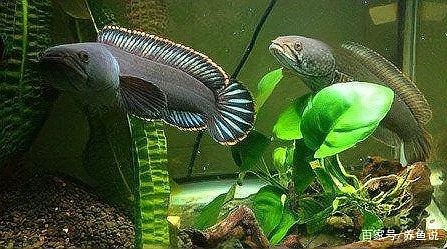 龍魚跳缸死了