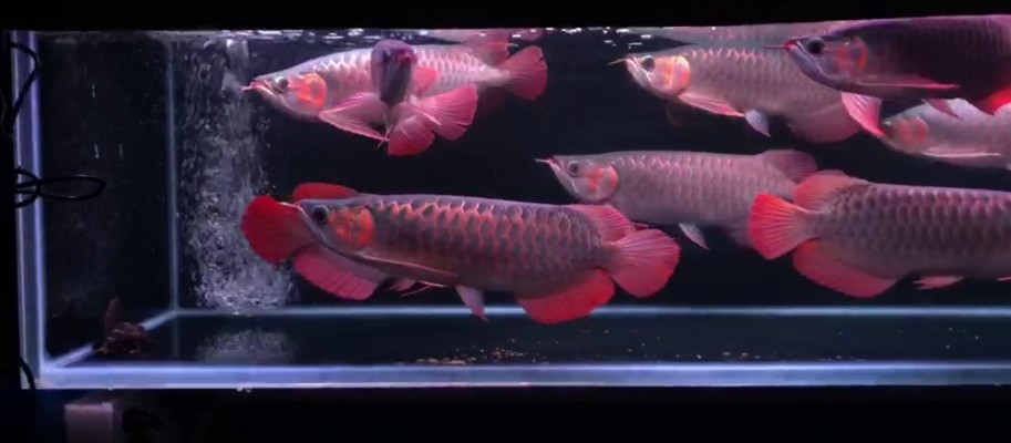 美魚王水族店