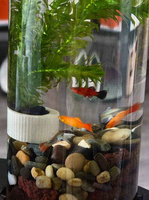 龍魚缸的底砂選擇 龍魚缸的底砂選擇 龍魚百科 第6張