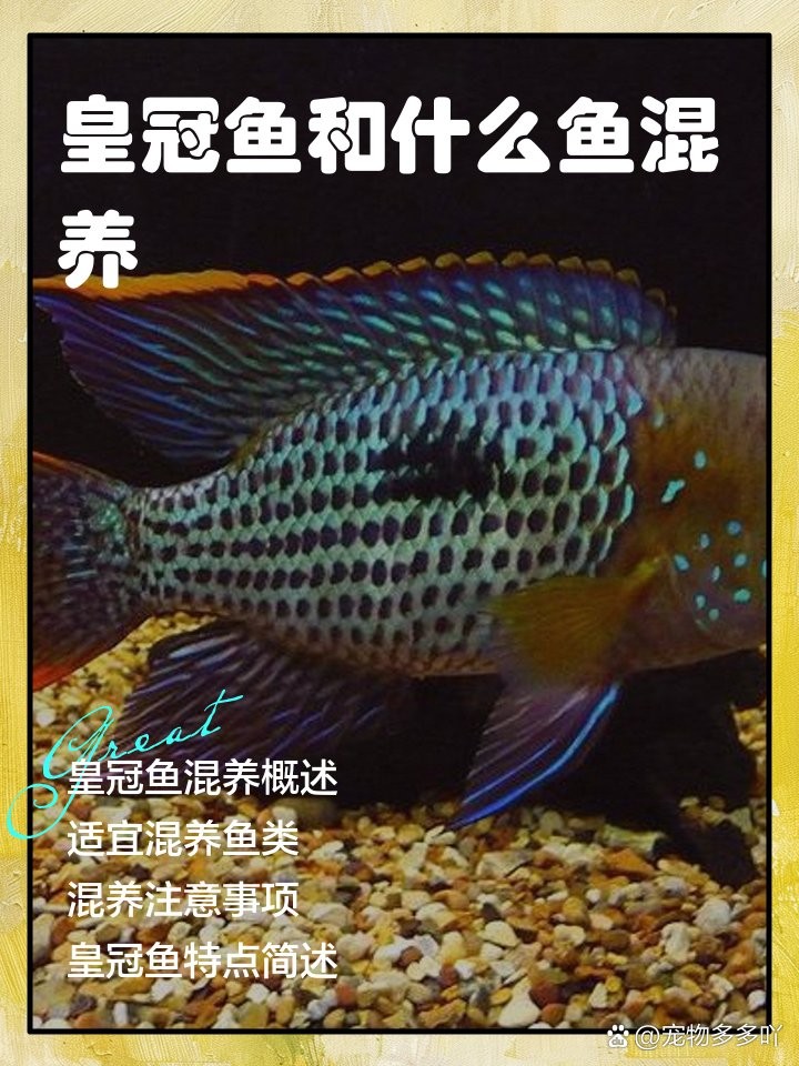 銀龍魚和皇冠魚混養可以嗎 銀龍魚和皇冠魚混養可以嗎 龍魚百科 第4張
