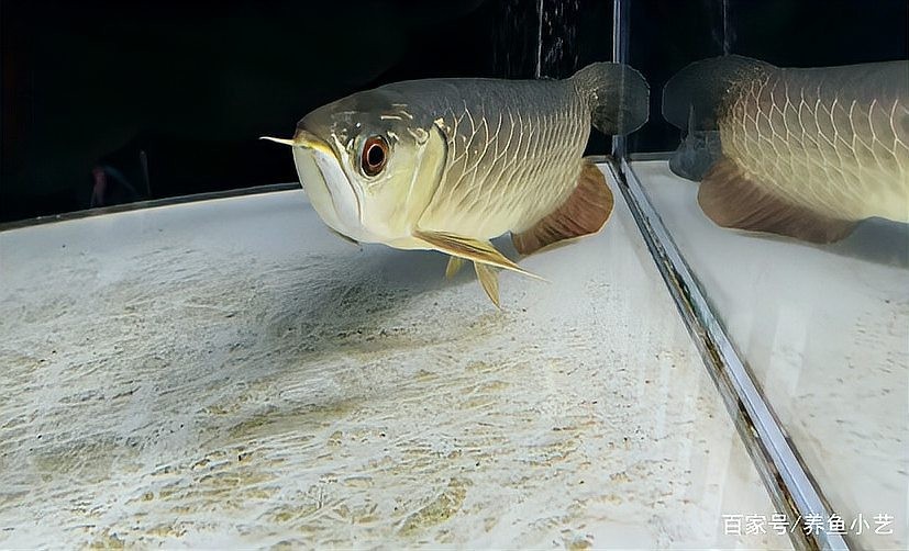 龍魚入缸后多久開始游動？