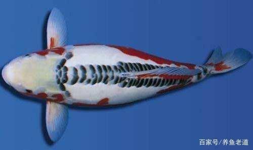 撫松縣松江河海波水族館（撫松縣松江河海波水族館電話）