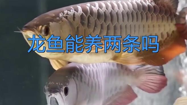 龍魚混養幾條最好 龍魚混養幾條最好 龍魚百科 第1張
