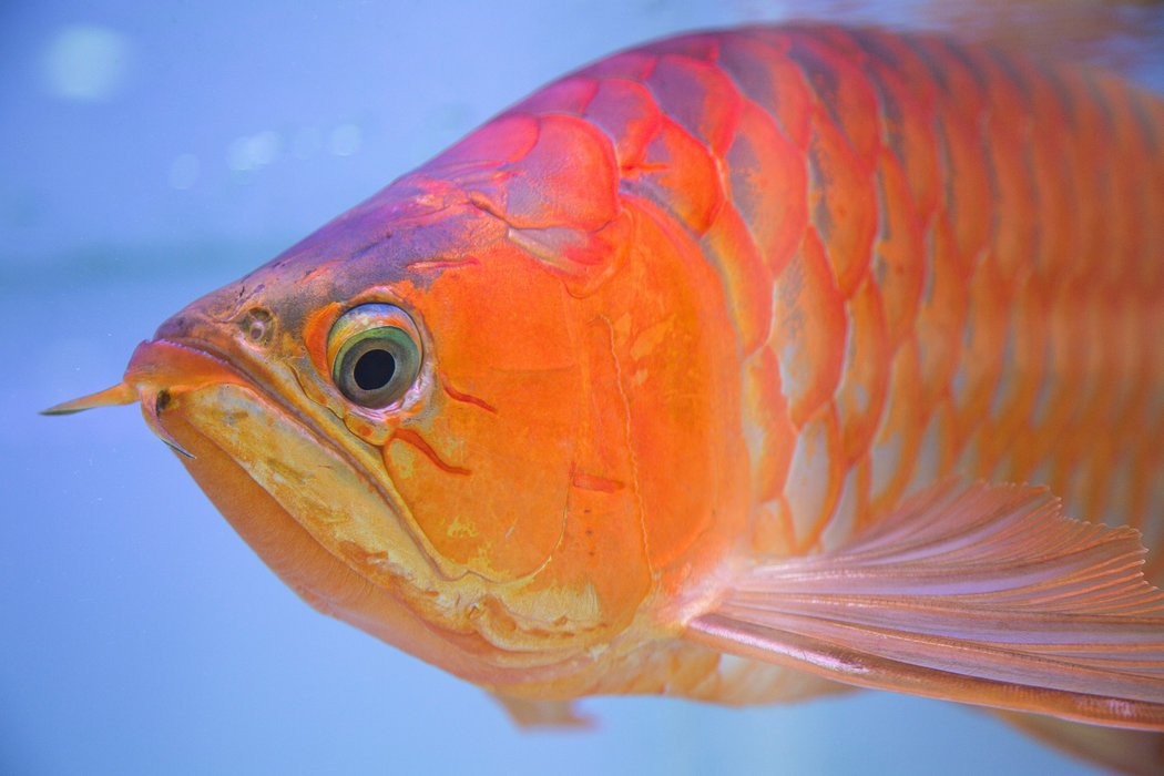 龍魚弓背手術(shù)費用大概是多少？