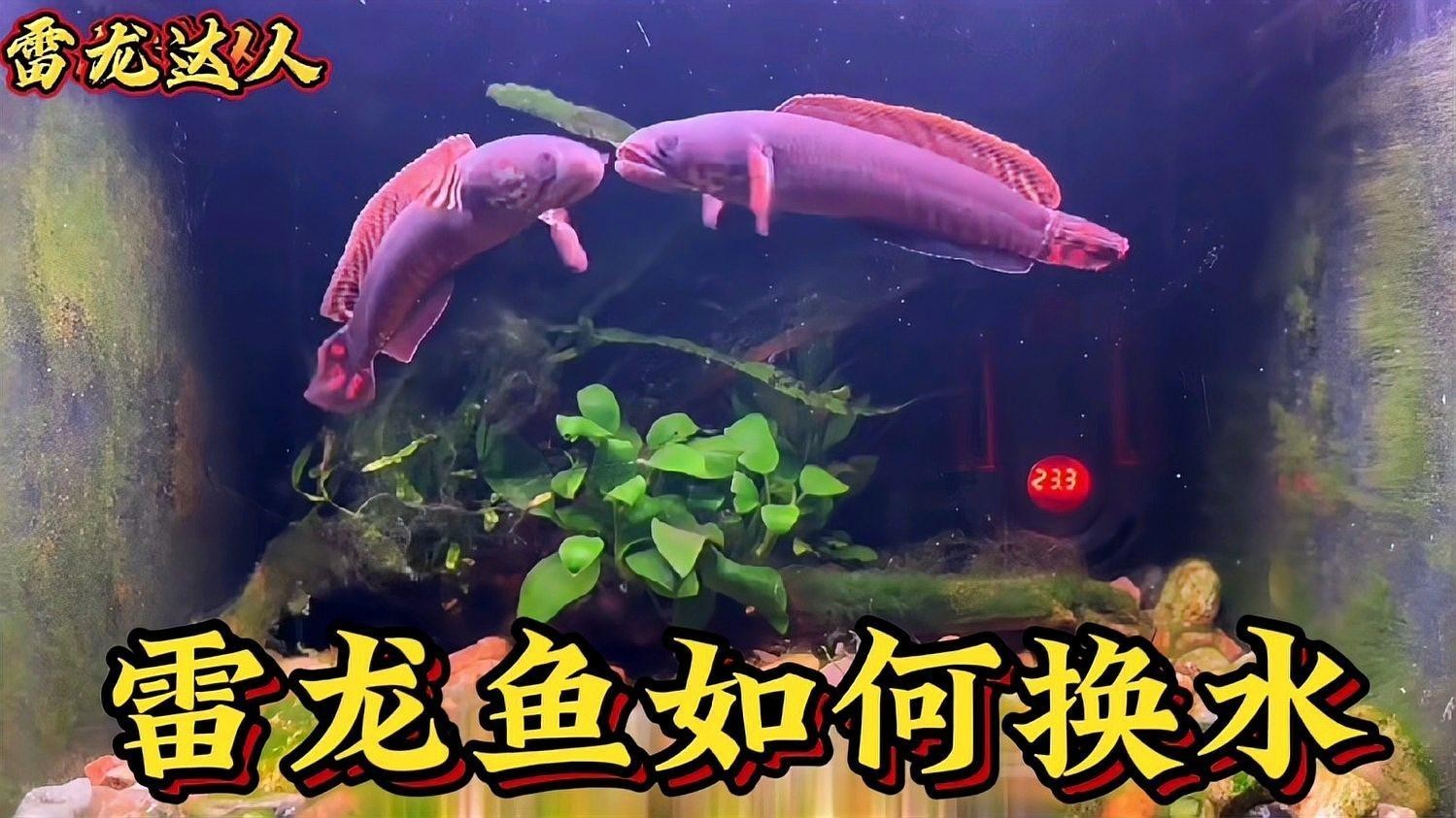 雷龍魚(yú)換水后多久恢復(fù)狀態(tài)
