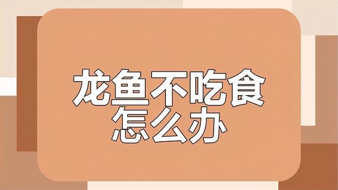 龍魚快一個月不吃食怎么辦視頻 龍魚快一個月不吃食怎么辦視頻 龍魚百科