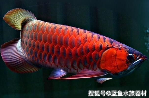 濟南槐蔭綠森水族館（濟南槐蔭綠森水族館電話） 濟南槐蔭綠森水族館（濟南槐蔭綠森水族館電話） 全國水族館企業名錄